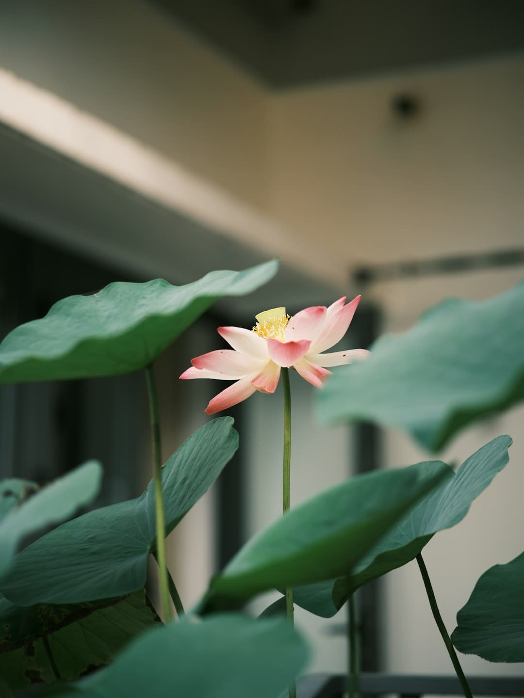 英语手抄报 一年级